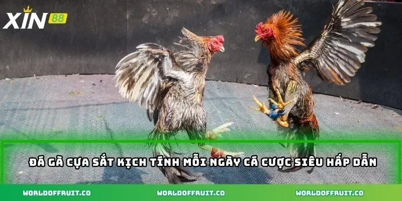 Đá gà cựa sắt kịch tính mỗi ngày cá cược siêu hấp dẫn
