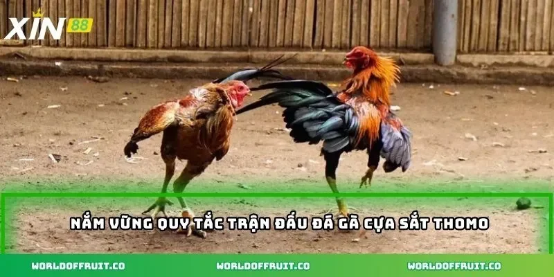 Nắm vững quy tắc trận đấu đá gà cựa sắt thomo