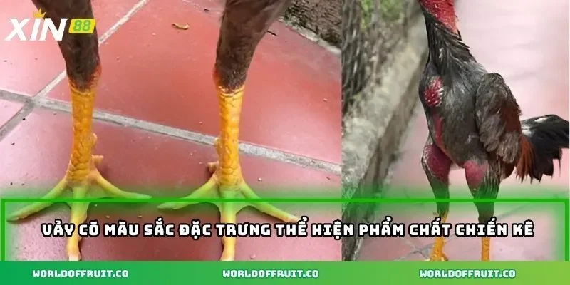 Vảy Gà Đá Hay - Bí Ẩn Vảy Gà Quyết Định Sức Mạnh Chiến Kê 3 Vảy có màu sắc đặc trưng thể hiện phẩm chất chiến kê