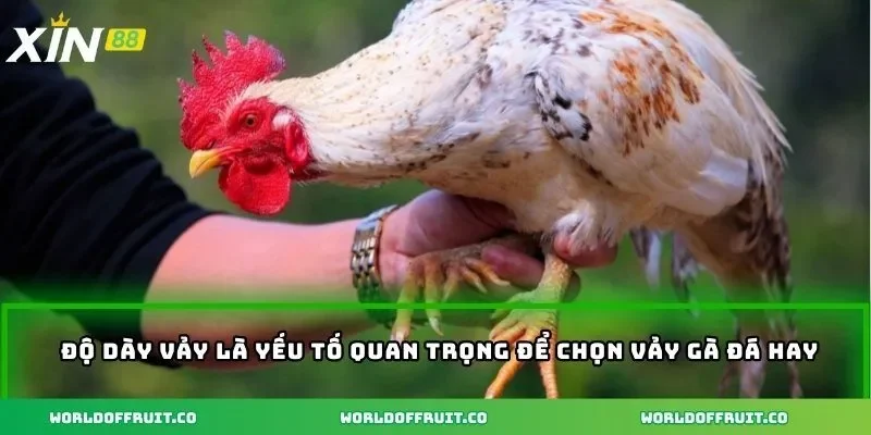 Vảy Gà Đá Hay - Bí Ẩn Vảy Gà Quyết Định Sức Mạnh Chiến Kê 4 Độ dày vảy là yếu tố quan trọng để chọn vảy gà đá hay