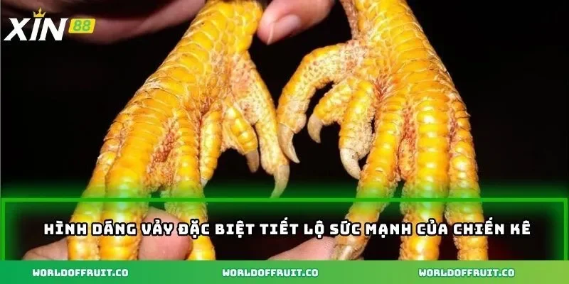 Vảy Gà Đá Hay - Bí Ẩn Vảy Gà Quyết Định Sức Mạnh Chiến Kê 2 Hình dáng vảy đặc biệt tiết lộ sức mạnh của chiến kê