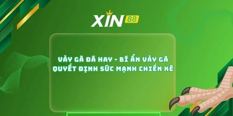 Vảy Gà Đá Hay - Bí Ẩn Vảy Gà Quyết Định Sức Mạnh Chiến Kê
